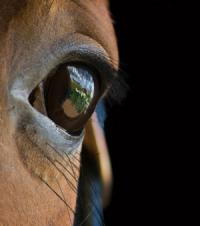 eye-of-a-horse_300px.jpg